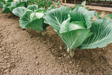Bahçede taze lahana. Bahçede büyük lahana kafaları. Büyük yapraklı lahana.