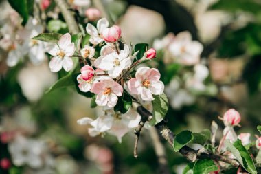 Elma baharda çiçek açar. Güzel Elma çiçekleri.