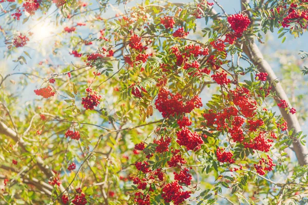 Rowan tree with berry against blue sky. Beautiful floral backgro — Stock Photo, Image