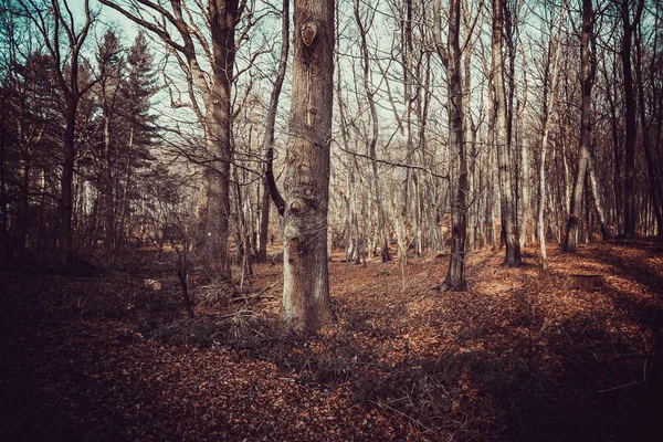 Forest Deep In Mountain. Paisagem florestal — Fotografia de Stock