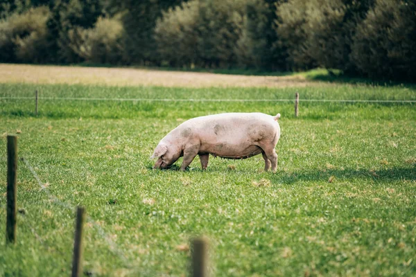 Porcos comendo em um prado em uma fazenda de carne orgânica — Fotografia de Stock