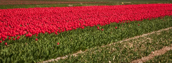 Campos de tulipas florescentes em uma paisagem holandesa — Fotografia de Stock