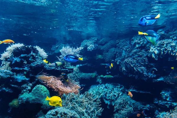 Colorful underwater offshore rocky reef with coral and sponges and small tropical fish swimming by in a blue ocean — Stock Photo, Image