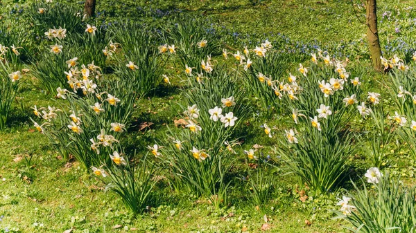 Campo dos Daffodils da Primavera. Prado verde com narcisos floridos . — Fotografia de Stock