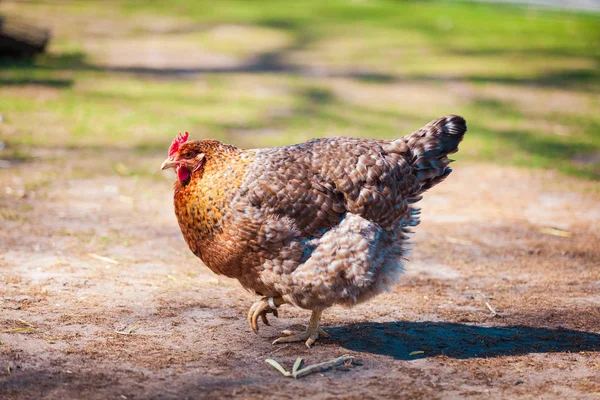 Brown hen looking for food in the farm — 스톡 사진