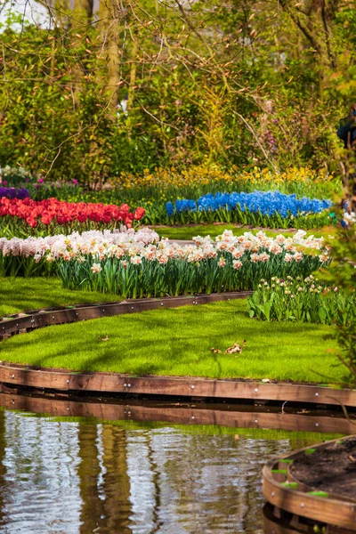 Voorjaar achtergrond. Voorjaarsbloemen. Schoonheid natuurlijke achtergrond — Stockfoto