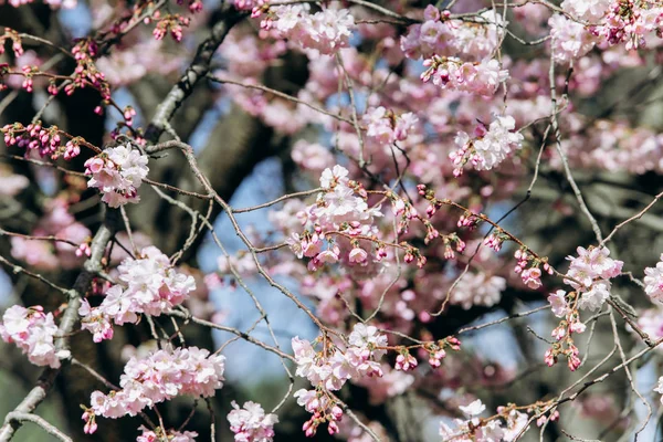 正在开花的苹果树的分枝特写. — 图库照片