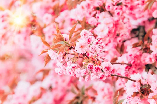 Ramas de flores de cerezo. Hermosa Sakura en el jardín —  Fotos de Stock