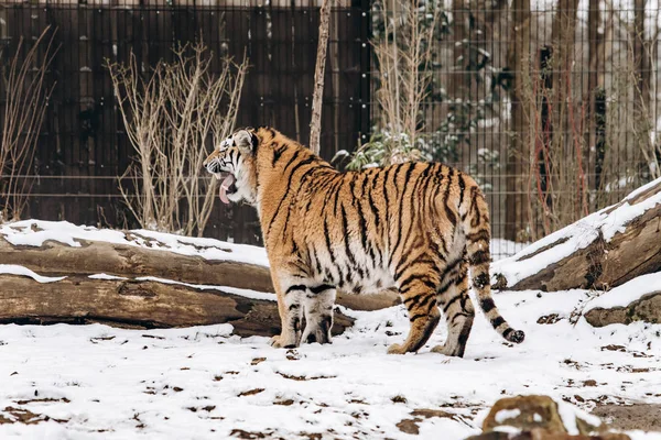 Тигр ходит по заснеженной земле — стоковое фото