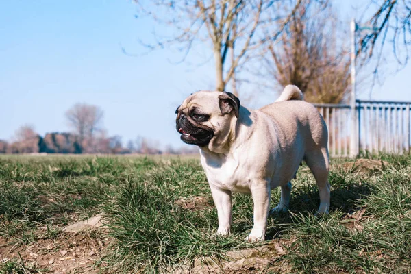 Caminatas Pug en el Parque en un clima cálido de verano — Foto de Stock