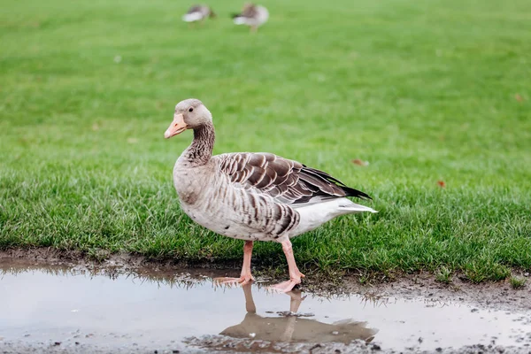 Vadlibák sétálnak a parkban. Szürke liba. — Stock Fotó