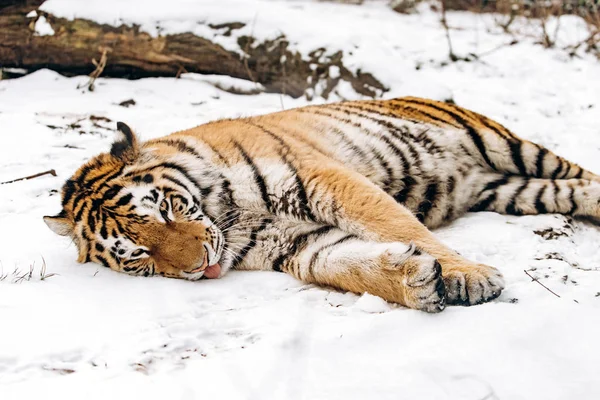 Tigre deitado no chão coberto de neve — Fotografia de Stock