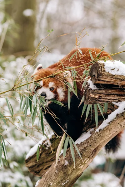 Червона панда взимку вилізає на дерево з зеленими кущами на задньому плані. — стокове фото