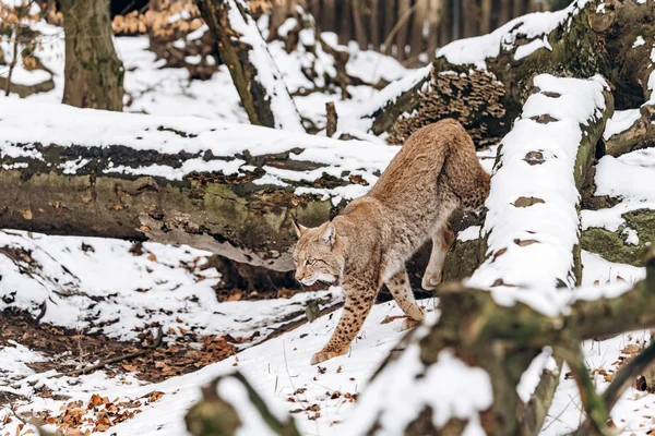 Lynx klättrar i träd en solig vinterdag — Stockfoto