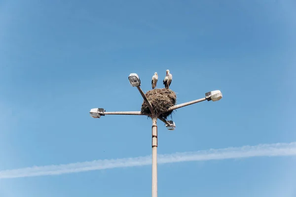 Les cigognes nichent sur un lampadaire dans le secteur privé — Photo