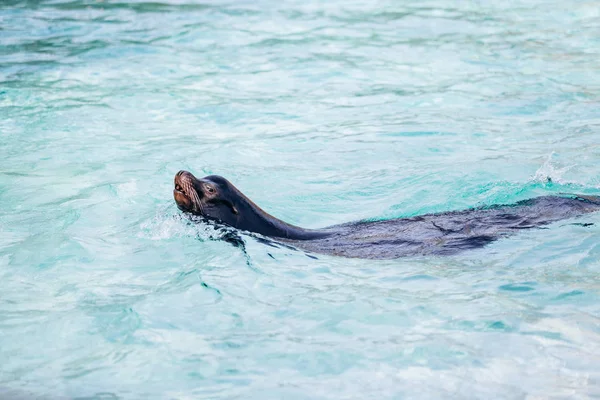 León marino nada en agua de mar turquesa — Foto de Stock