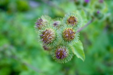 Çiçekli Büyük Burdock. Arctium lappa  