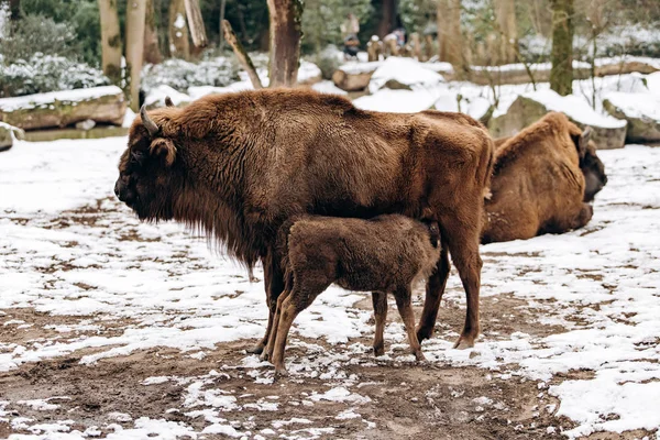 Des bisons dans la réserve. Représentants des taureaux européens sauvages dans la forêt d'hiver. Bison brun européen en hiver — Photo