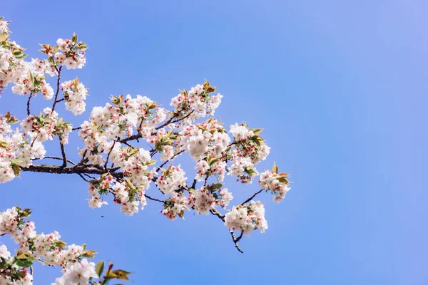 애플꽃은 하늘 배경에서 봄에 핀다. 아름다운 사과 꽃. — 스톡 사진