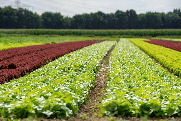 Reihen von lollo rosso und lollo bianco — Stockfoto