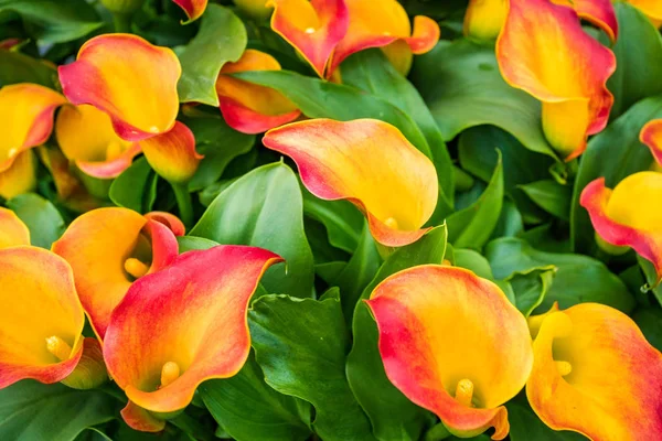 Bouquet von bunten Calla-Lilien. Blütenmuster — Stockfoto