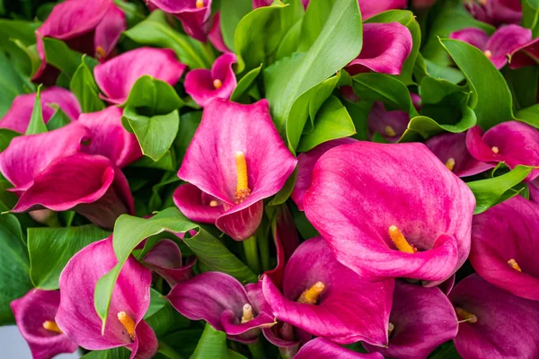 Cala liljekonvalj rosa blomma bakgrund — Stockfoto