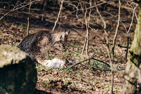 Lynx eszik. Lynx, prédával a szájában. Lynx zsákmányt fogott és evett. — Stock Fotó