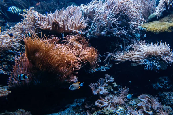 Kleurrijke onderwater offshore rotsachtig rif met sponzen, koraal en kleine tropische vissen zwemmen door in een blauwe oceaan Stockafbeelding