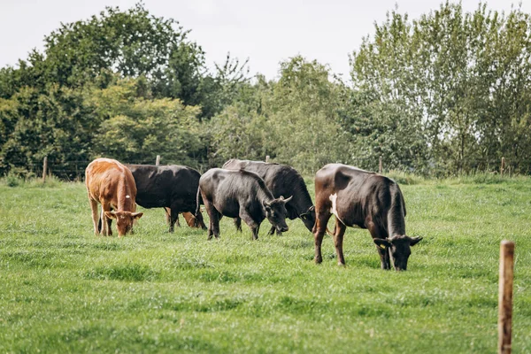 Grupo de vacas pastando en un prado verde. Las vacas pastan en la granja — Foto de Stock