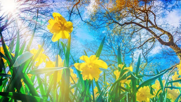 Easter background with fresh spring flowers. Yellow narcissuses — Stock Photo, Image