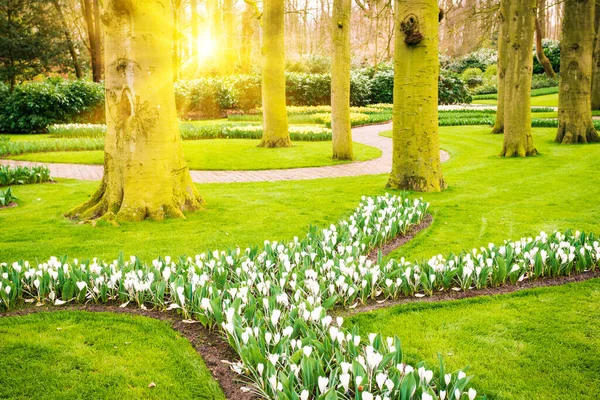 Voorjaarslandschap. Zonnestralen schijnen op een weide bloemen. tuin I — Stockfoto