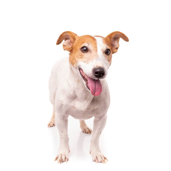 Jack Russell Terrier, geïsoleerd op witte achtergrond in de studio — Stockfoto