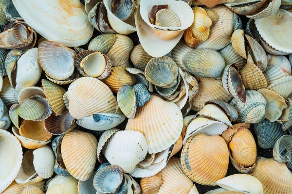 Mixed colorful sea shells as background — Stock Photo, Image