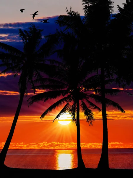 Palm trees and beautiful sky landscape. Travel, Tourism, vacatio — 스톡 사진