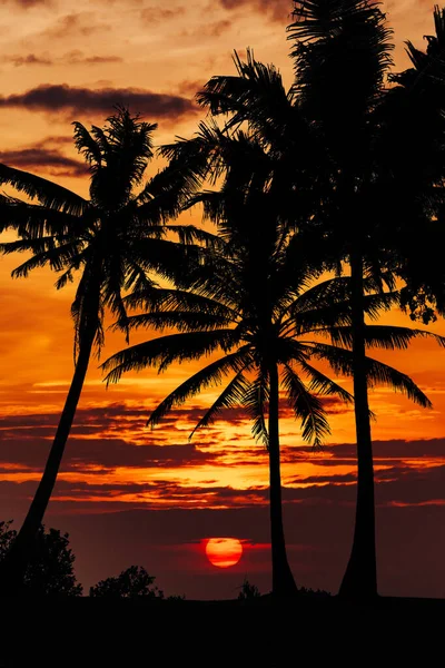 Palmiers et beau paysage du ciel. Voyages, tourisme, vacatio — Photo