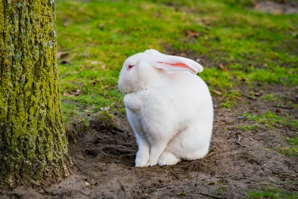 在花园里玩耍的白兔 — 图库照片