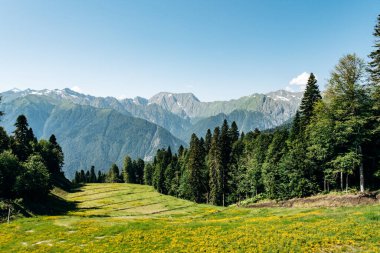 Yeşil orman manzaralı dağların manzarası