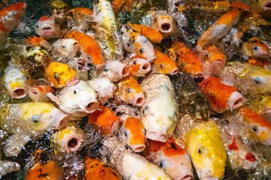 Koi sazan balığı yemek için yarışıyor. Bir sürü sazan balığı.