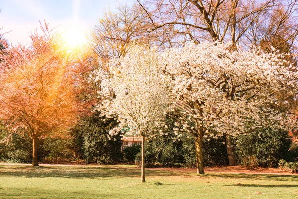 Blommande Äppelträd Trädgården — Stockfoto