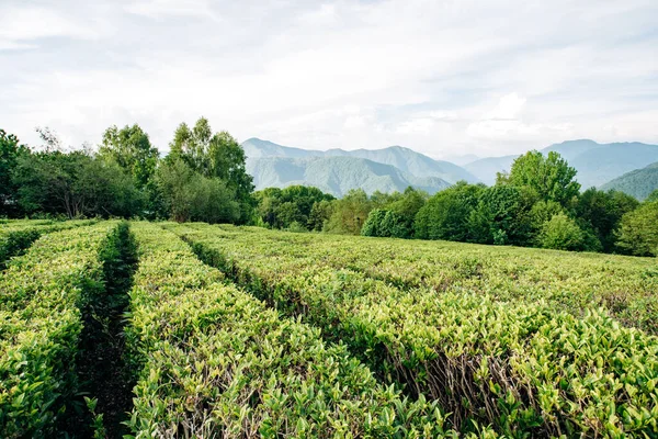 Box Grüner Tee Mit Blick Auf Die Berge Schöne Reihen — Stockfoto