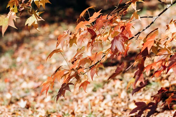 枝には秋に紅葉します メープルは枝の上に近い葉 — ストック写真