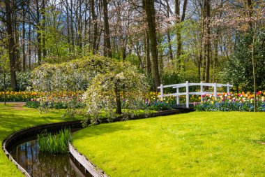 Hollanda, Europe parkında Keukenhof çiçek açan çiçekler
