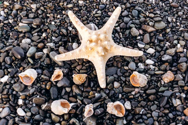 Csillagok Kagylók Fekszenek Sziklákon — Stock Fotó