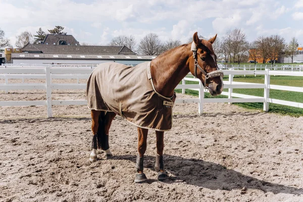 Smuk Hest Går Staldens Område - Stock-foto