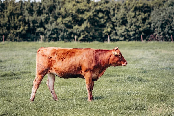 Eine Gruppe Kühe Weidet Auf Einer Grünen Wiese Kühe Grasen — Stockfoto