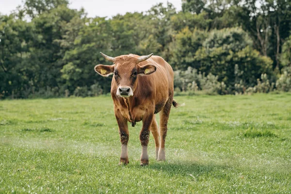 Louce Pasou Dojnice Krávy Pasou Zelené Trávě — Stock fotografie