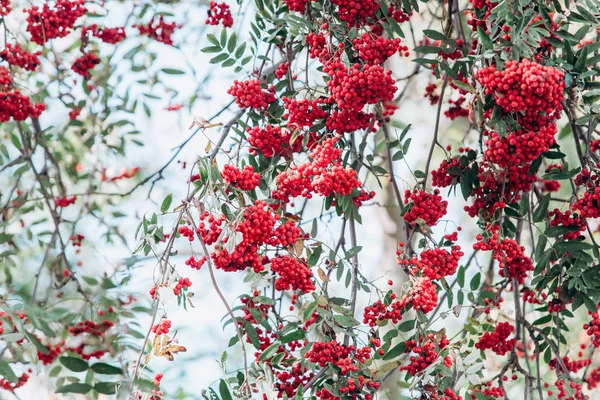 Rowan Grenarna Närbild Rowan Grenarna Trädgården Närbild — Stockfoto