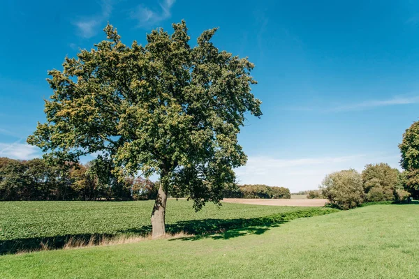 Campo Árvore Céu Azul Árvores Campo Verde Belo Céu — Fotografia de Stock