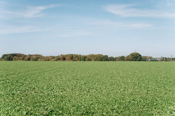 Tarla ağaçları ve mavi gökyüzü. Bir köy yolunun yakınındaki tarla.