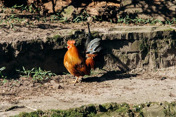 雄鶏の美しい肖像画 鶏が地面を歩く — ストック写真